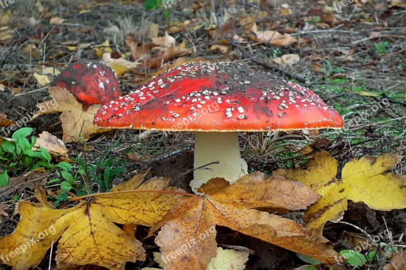 Mushrooms Toadstools Red Dots Forest