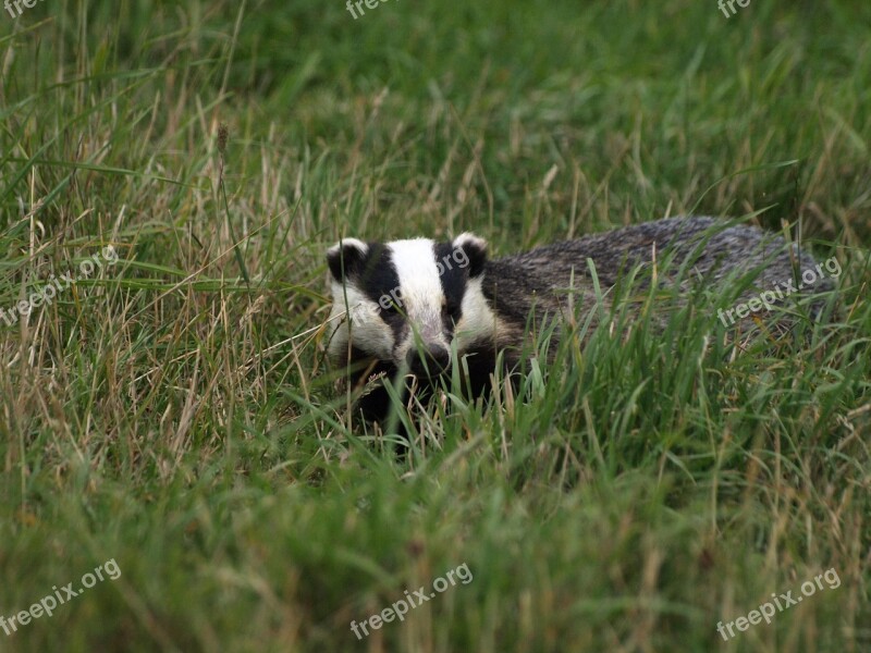 Badger Animal Wildlife Free Photos