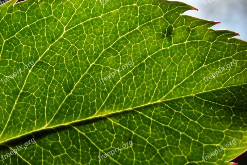 Leaf Plant Texture Veins Garden