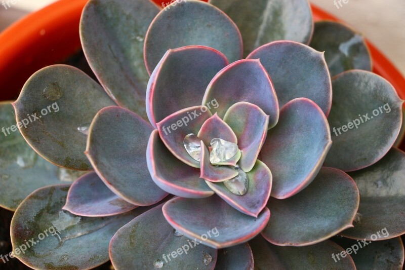 Juicy Mandala Cactus Plant Free Photos