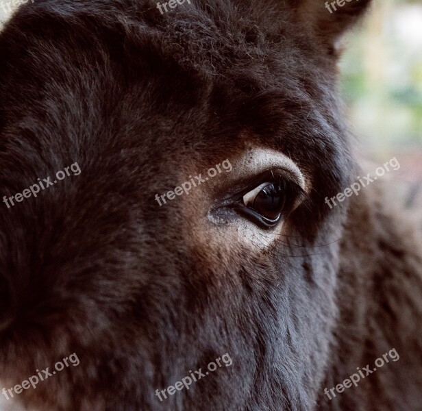 Donkey Mammal Animal Animal World Eye