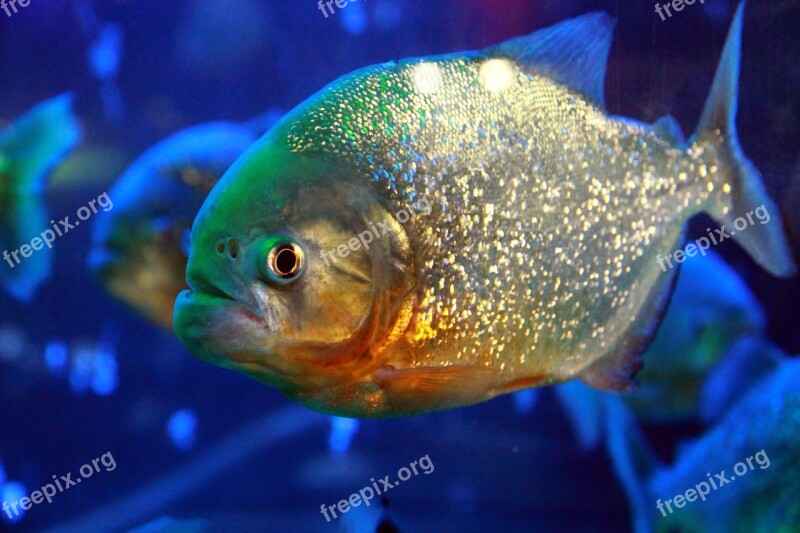 Piranha Fish Dangerous Teeth Animal