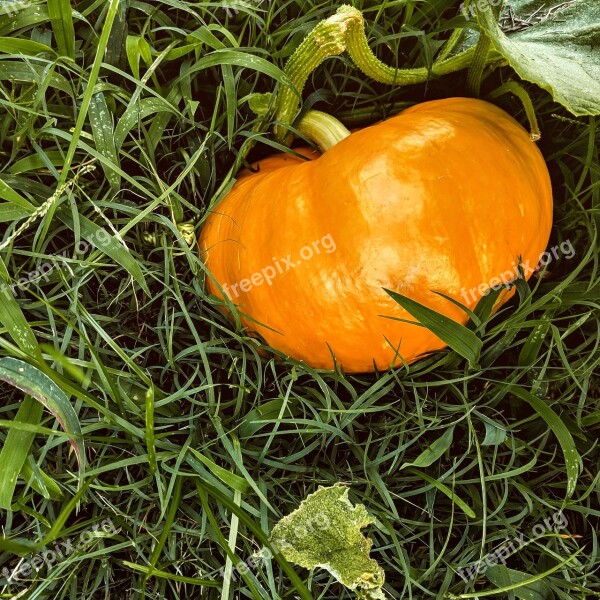 Pumpkin Pumpkin Patch Pumpkins Orange Autumn Pumpkin