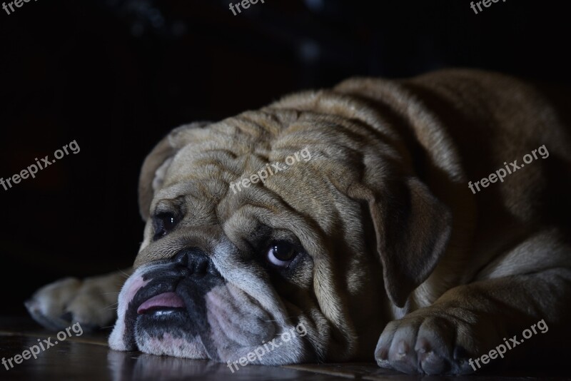 English Bulldog Dog Pet Free Photos