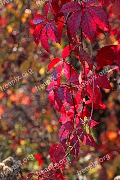 Foliage Autumn Seasons Of The Year Fall Colors Colorful