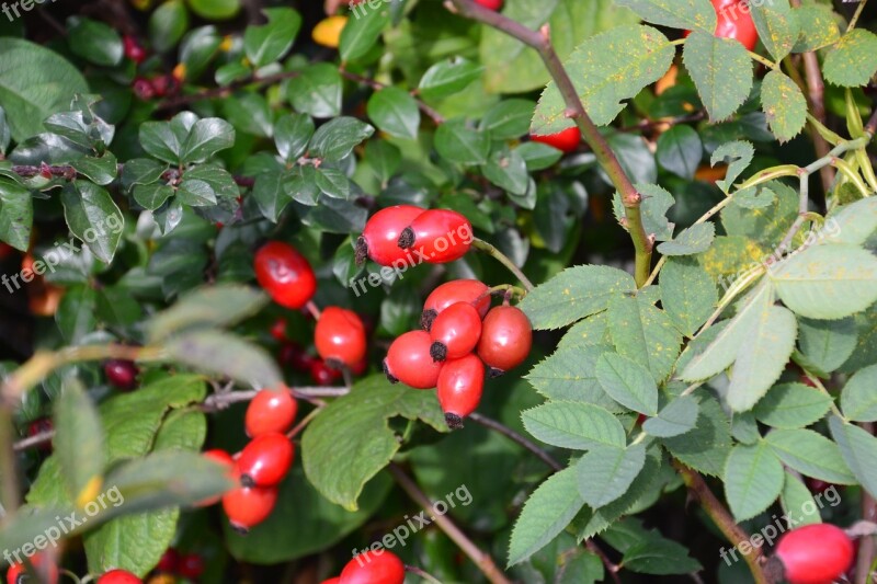 Fruit Rose Hip Nature Roses Bush