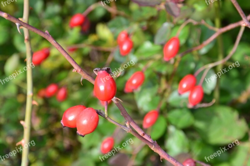 Fruit Rose Hip Nature Roses Bush