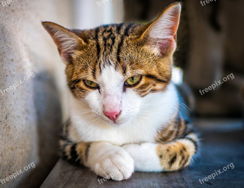 Cat Animal Portrait Of Cat Cat's Eyes Pet