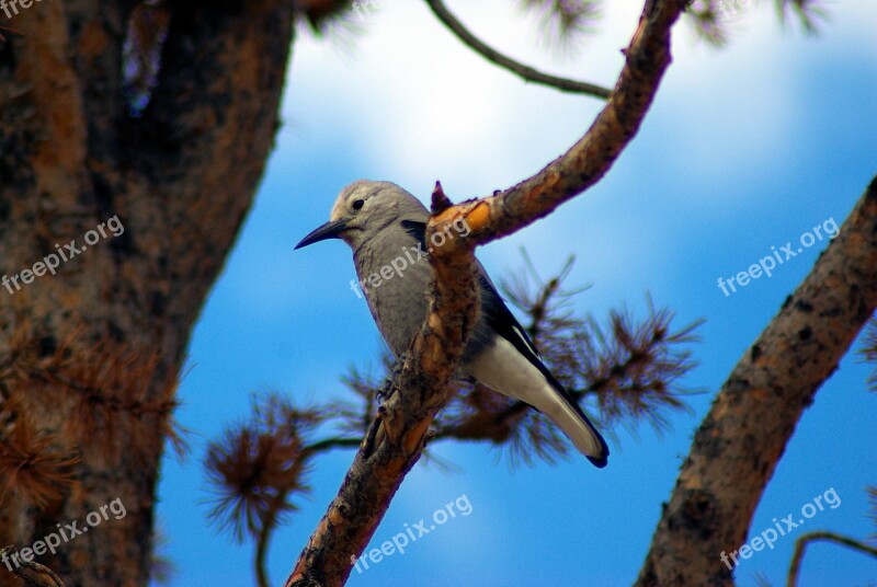 Clark's Nutcracker On Branch Bird Clark's Nutcracker Nature