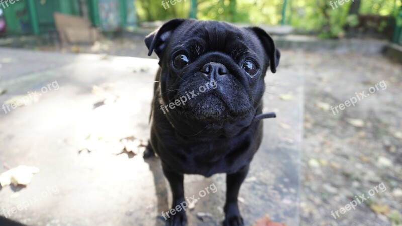 Dog Portrait Eyes Head Cute