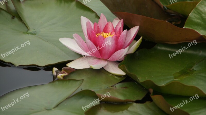 Water Lilies Pond Nuphar Aquatic Plant Plant