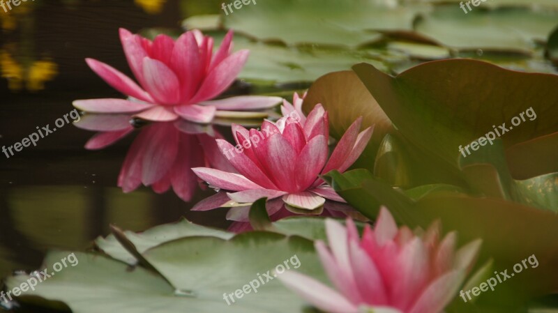 Water Lilies Pond Teichplanze Nuphar Lutea Blossom