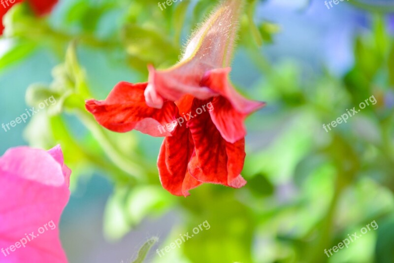 Petunia Flowers Red Nature Garden