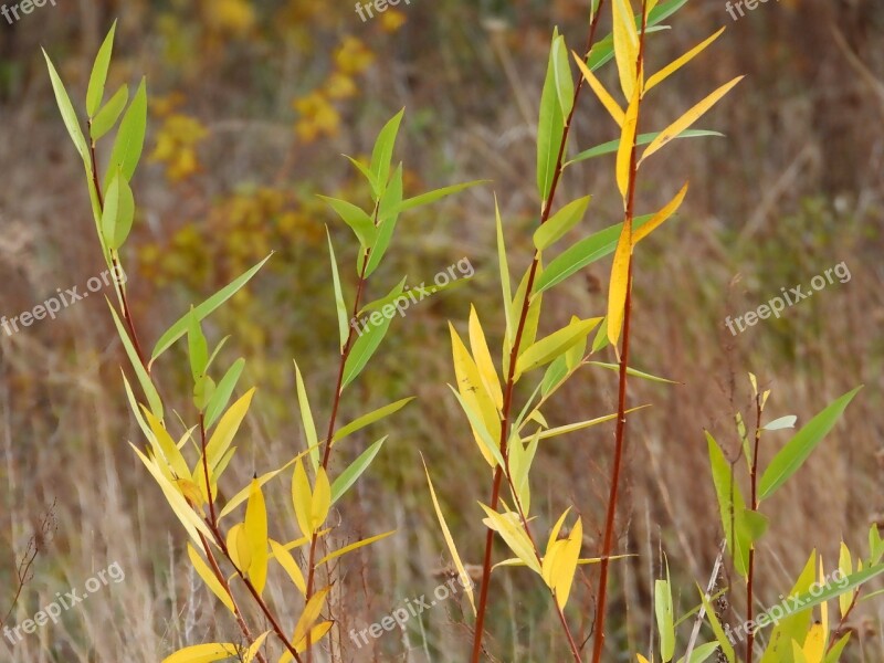 Autumn Colors Of Autumn Foliage Grass Color