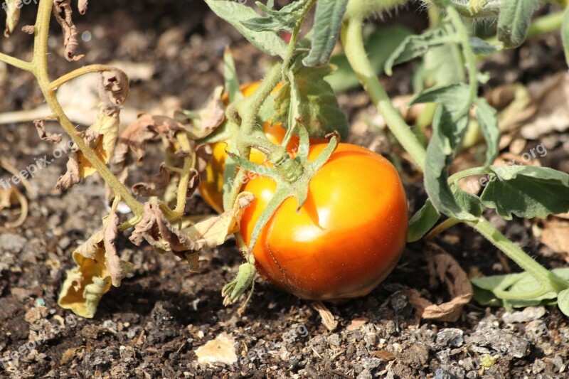 Tomato Why Field Vegetable Matures