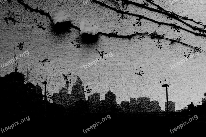 Double Exposure Sydney Ivy Black And White City