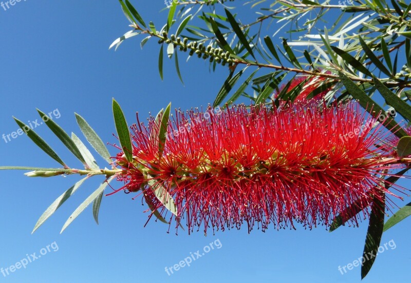 Flower Native Bottlebrush Tree Garden