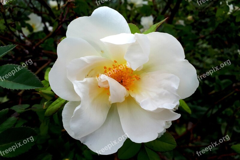 Flower Autumn Flower Blossom Bloom Nature