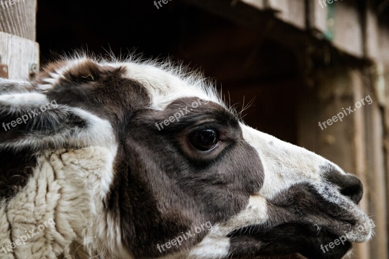 Lama Mammal Animal Animal World Head