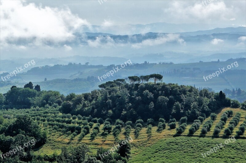 Italy Olive Grove Landscape Nature Trees