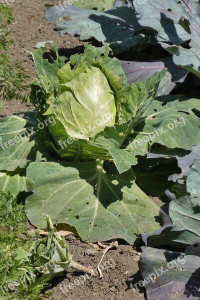 Cabbage Vegetable Fresh Food Healthy