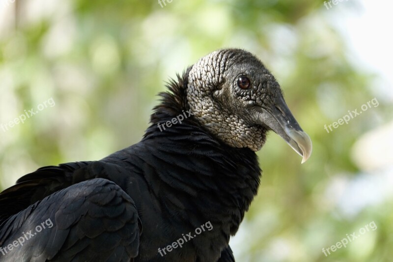 Vulture Buzzard Bird Scavenger Wildlife