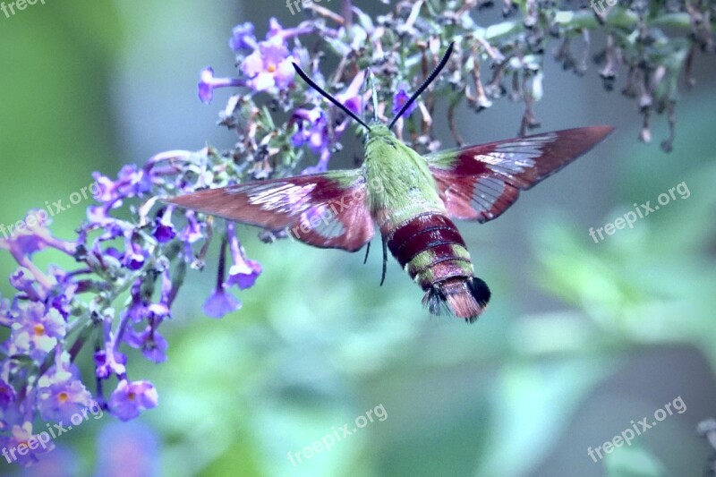 Hummingbird Moth Moth Flower Nature Wing