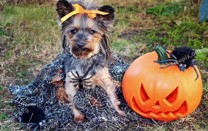 Yorkshire Terrier Dog Halloween Pumpkin Spiders