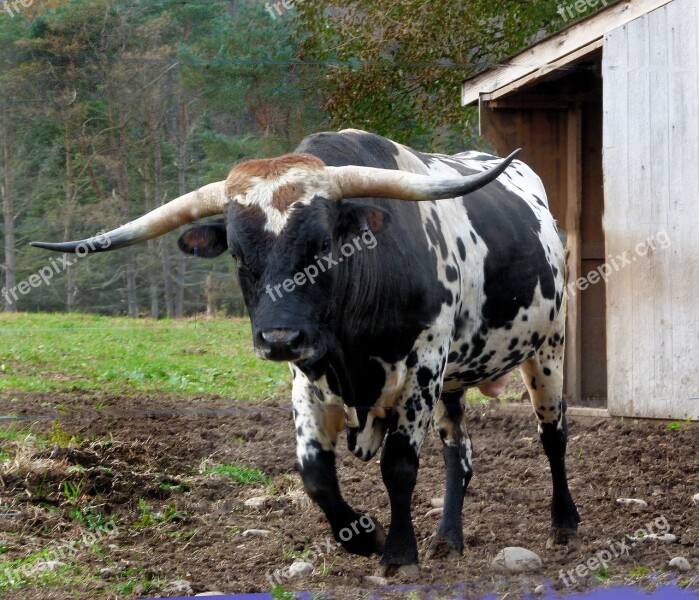 Long Horn Longhorn Bull Cattle