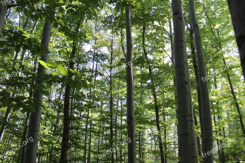 Forest Trees Green Nature Environment