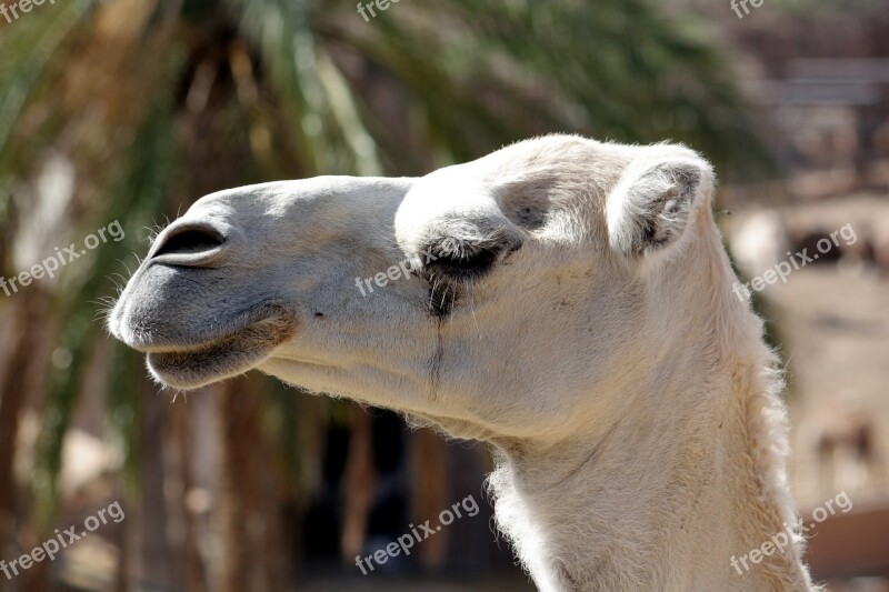 Animal Africa Foot Egypt Dromedary