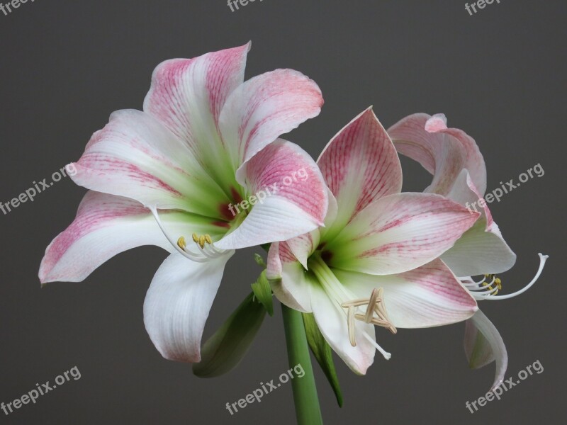 Amaryllis White Pink Flower Blossom