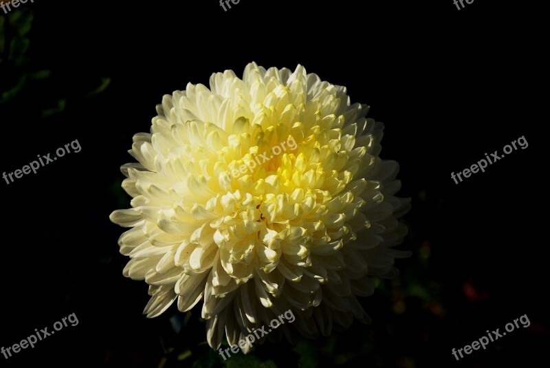 Chrysanthemum Autumn Fall Flowers Plants Yellow Flowers