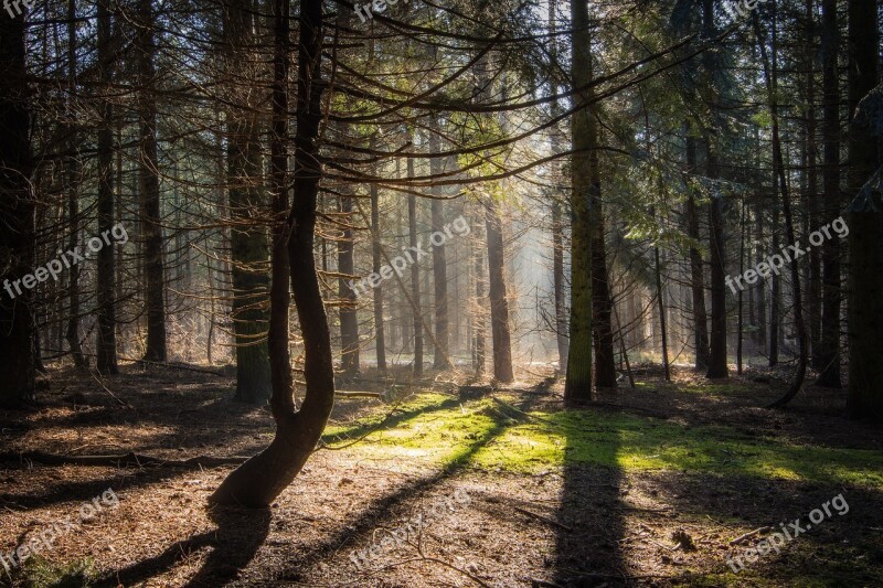 Forest Sun Moss Tree Haze