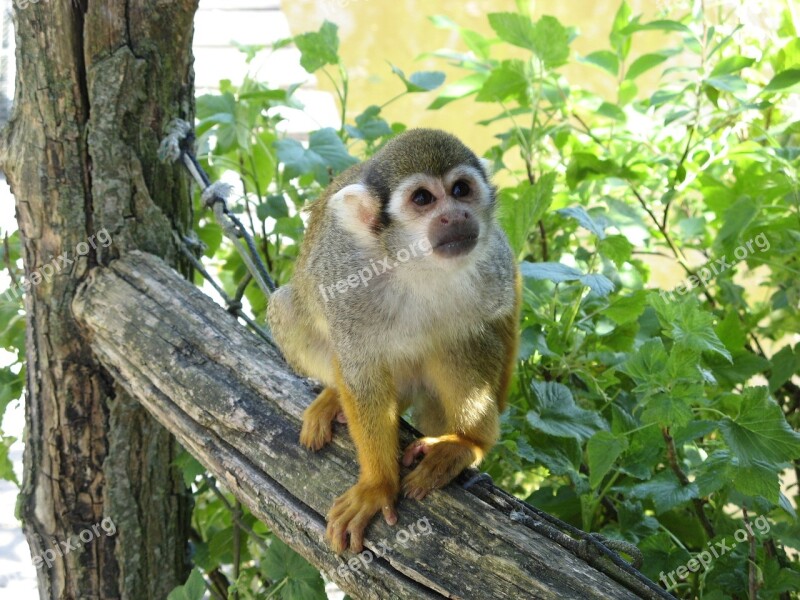 Monkey Monky Marmoset Zoo Free Photos