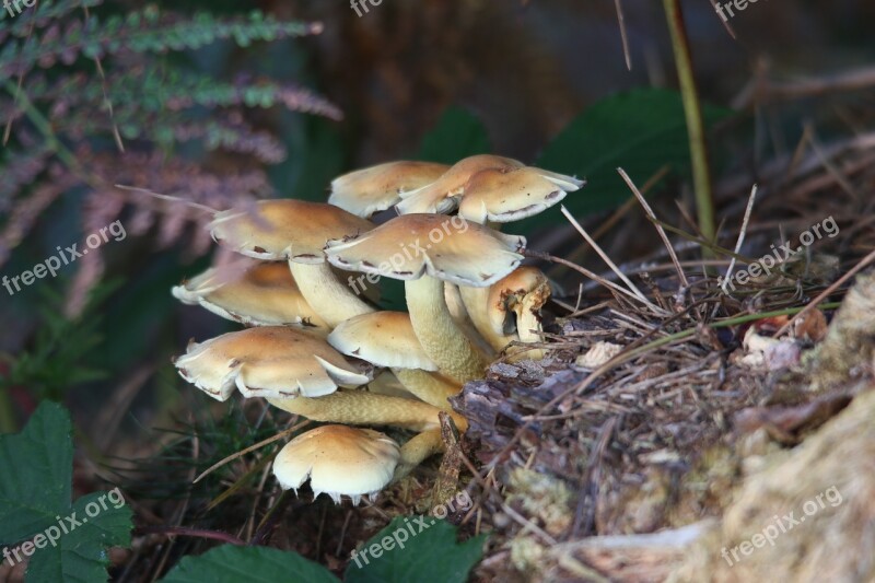 Mushroom Fungus Fungi Woodland Forest