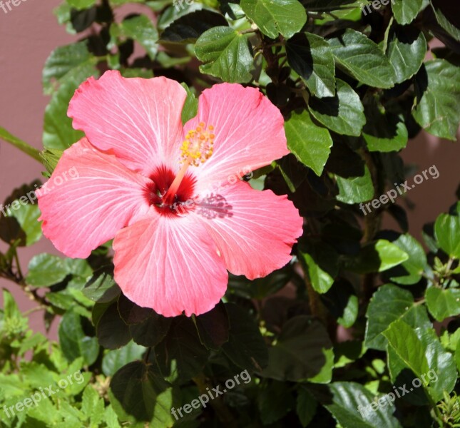 Hibiscus Flower Vibrant Pink Tropical Flower