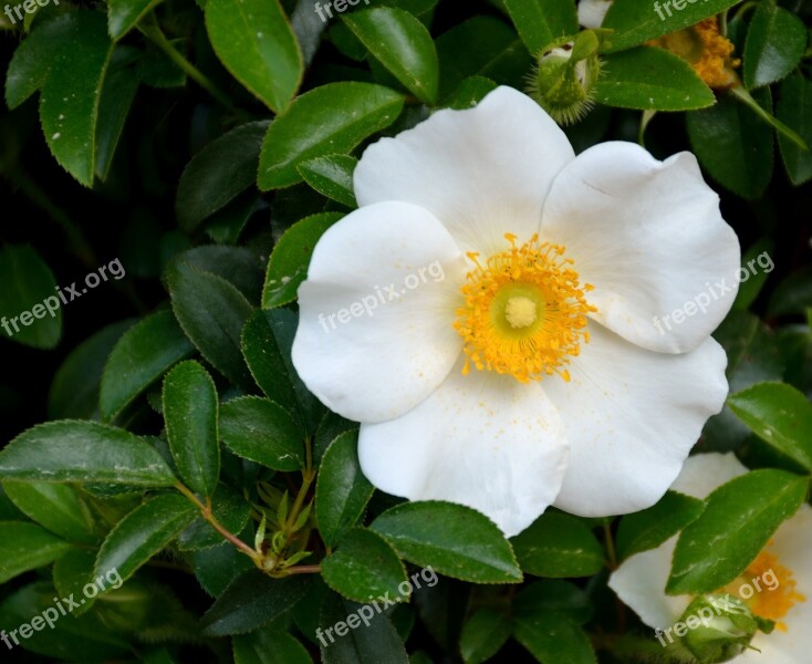 Cherokee Rose Rose White Beauty Nature