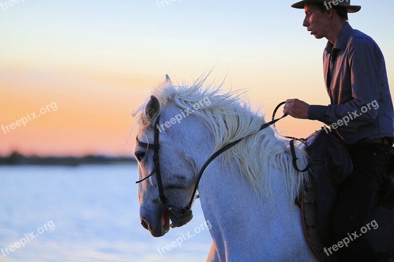 Horse Mane White Horse Horses Equine