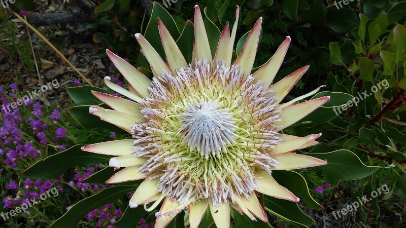 Protea South Africa Flower Kirstenbosch Botanical