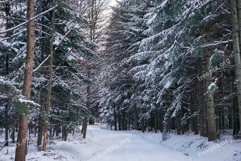 Winter Forest Snow Tree Way