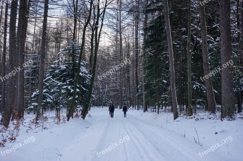 Winter Forest Snow Tree Spacer