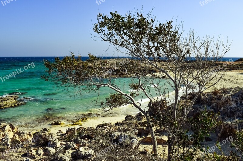 Beach Cove Tree Sea Scenery