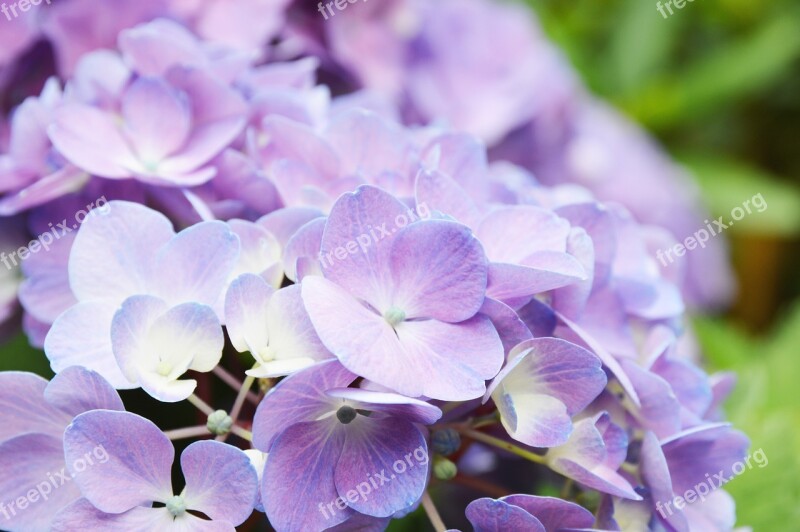 Hydrangea Purple Fresh Alive Live