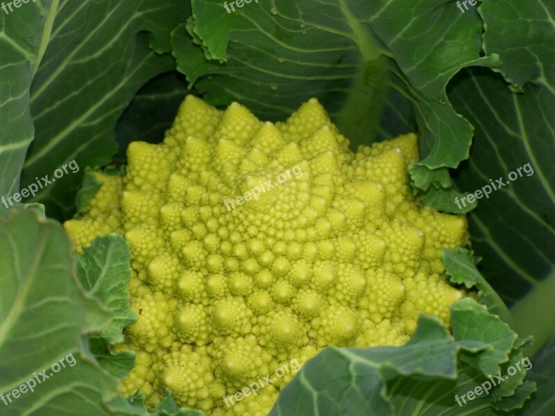 Broccoli Plant Geometry Fractal Spiral Vegetable