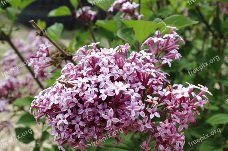 Lilac Perennial Flower Of Quebec Spring Free Photos