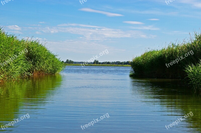 Reed Reed Belt Landscape Nature Water