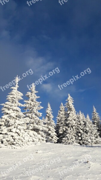 Snowy Trees Winter Fun The Beauty Of The Winter The Clouds