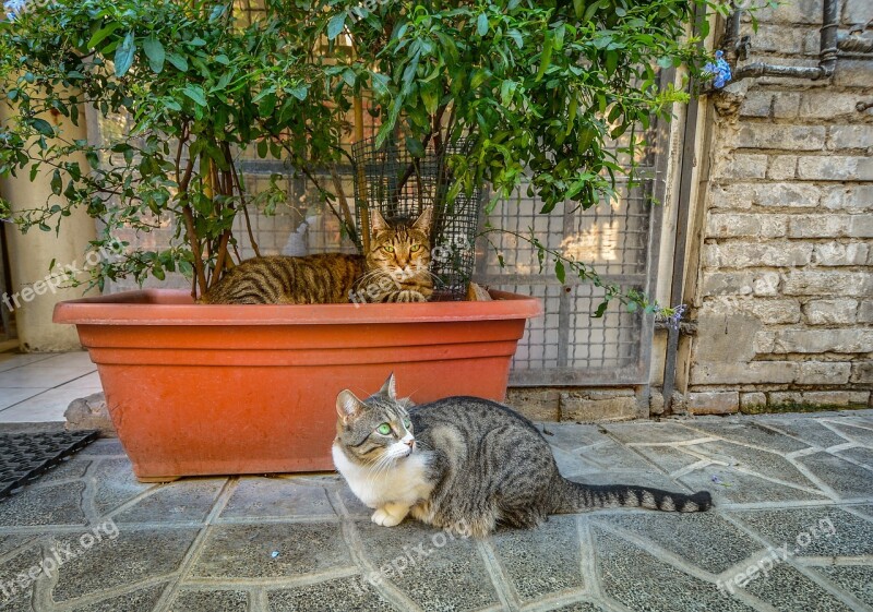 Rome Torre Argentina Cat Italy Italian