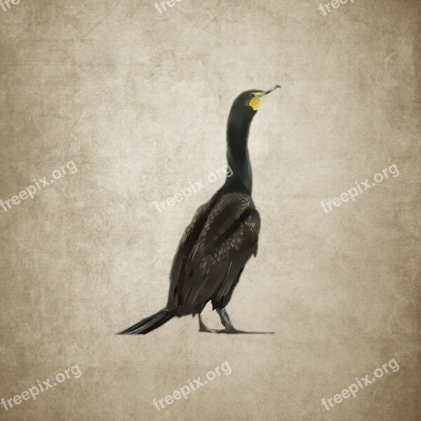 Bird Water Bird Cormorant Drawing Vintage